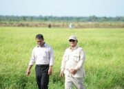 Pertanian Dongkrak Ekonomi Nasional, Produksi Padi dan Jagung Naik