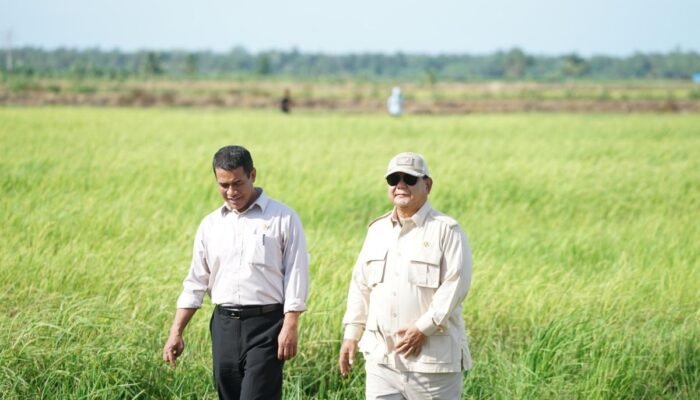 Pertanian Dongkrak Ekonomi Nasional, Produksi Padi dan Jagung Naik