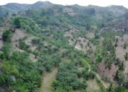 Umar Karim: Lahan Sawit Dikuasai Perusahaan Bertahun-tahun Harus Disita